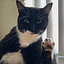 cat, black_and_white, tuxedo_cat, paw, whiskers, indoor, pet, animal, sitting, feline, raised_paw, close_up, portrait, window_blinds, soft_light, fur, cute, domestic_cat, relaxed, home