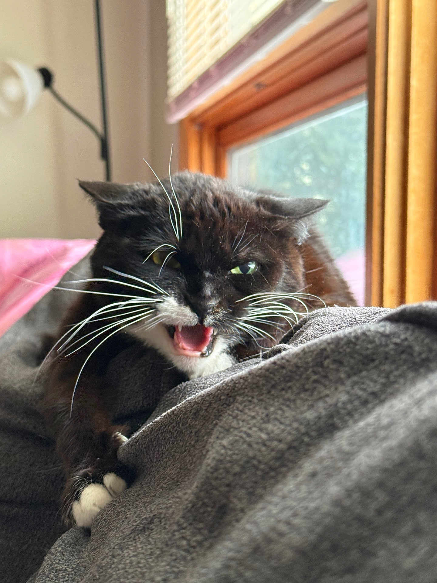 Gertrude