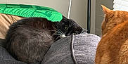 Gertrude joined the competition — help win amazing prizes! cat, black_cat, orange_cat, couch, indoor, lamp, window_blinds, pet, furniture, cozy, resting, curious, domestic_animal, whiskers, fur, relaxing, home, gray_couch, household, animal