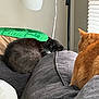 cat, black_cat, orange_cat, couch, indoor, lamp, window_blinds, pet, furniture, cozy, resting, curious, domestic_animal, whiskers, fur, relaxing, home, gray_couch, household, animal