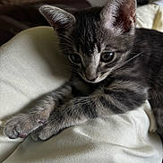 Booboo is registered to the contest to win money with this photo: animal, cat, close_up, cozy, curious, cute, domestic_cat, ears, fabric, feline, gray_tabby, indoor, kitten, paw, pet, portrait, resting, soft_texture, whiskers, young