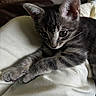 animal, cat, close_up, cozy, curious, cute, domestic_cat, ears, fabric, feline, gray_tabby, indoor, kitten, paw, pet, portrait, resting, soft_texture, whiskers, young