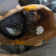 Benjamin is registered to the contest to win money with this photo: animal, cat, closeup, cozy, curious, cute, exploring, fabric, feline, indoor, kitten, paper_bag, paw, pet, playful, resting, soft_light, tabby, whiskers, young