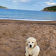 Ava a rejoint le concours — aidez-le/la à gagner de superbes lots ! puppy, dog, golden_retriever, beach, sand, sea, sky, clouds, water, outdoor, animal, cute, young, pet, nature, landscape, calm, sitting, fur, adorable