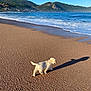 Ava a rejoint le concours — aidez-le/la à gagner de superbes lots ! animal, beach, coast, dog, landscape, morning, mountains, nature, ocean, outdoor, pet, puppy, sand, shadow, sky, sunlight, travel, vacation, water, waves