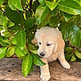 Ava participe au concours pour gagner de l'argent avec cette photo : puppy, golden_retriever, dog, leaf, greenery, plants, wood, outdoor, nature, pet, cute, young, fur, animal, wooden_plank, adventure, exploring, small, paws, background