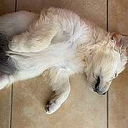 Ava a rejoint le concours — aidez-le/la à gagner de superbes lots ! adorable, animal, canine, cute, dog, ears, floor, fluffy, fur, indoor, nose, paw, pet, puppy, relaxed, resting, sleeping, tile, white, young