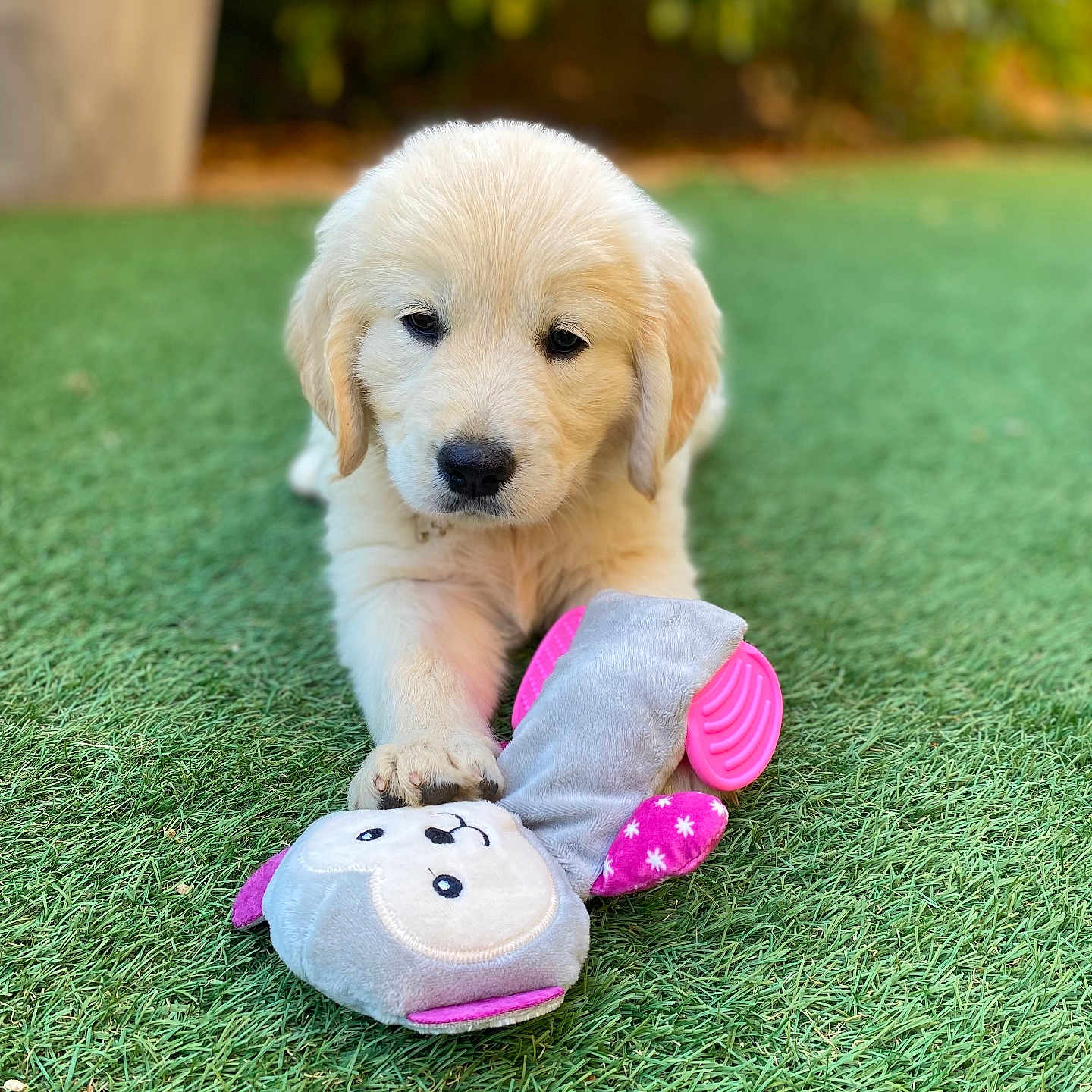 Ava a rejoint le concours — aidez-le/la à gagner de superbes lots ! animal, close_up, cute, dog, front_paw, fur, golden_retriever, grass, greenery, lying_down, nature, outdoor, pet, pet_toy, playful, plush_toy, puppy, soft_toy, toy, young_dog