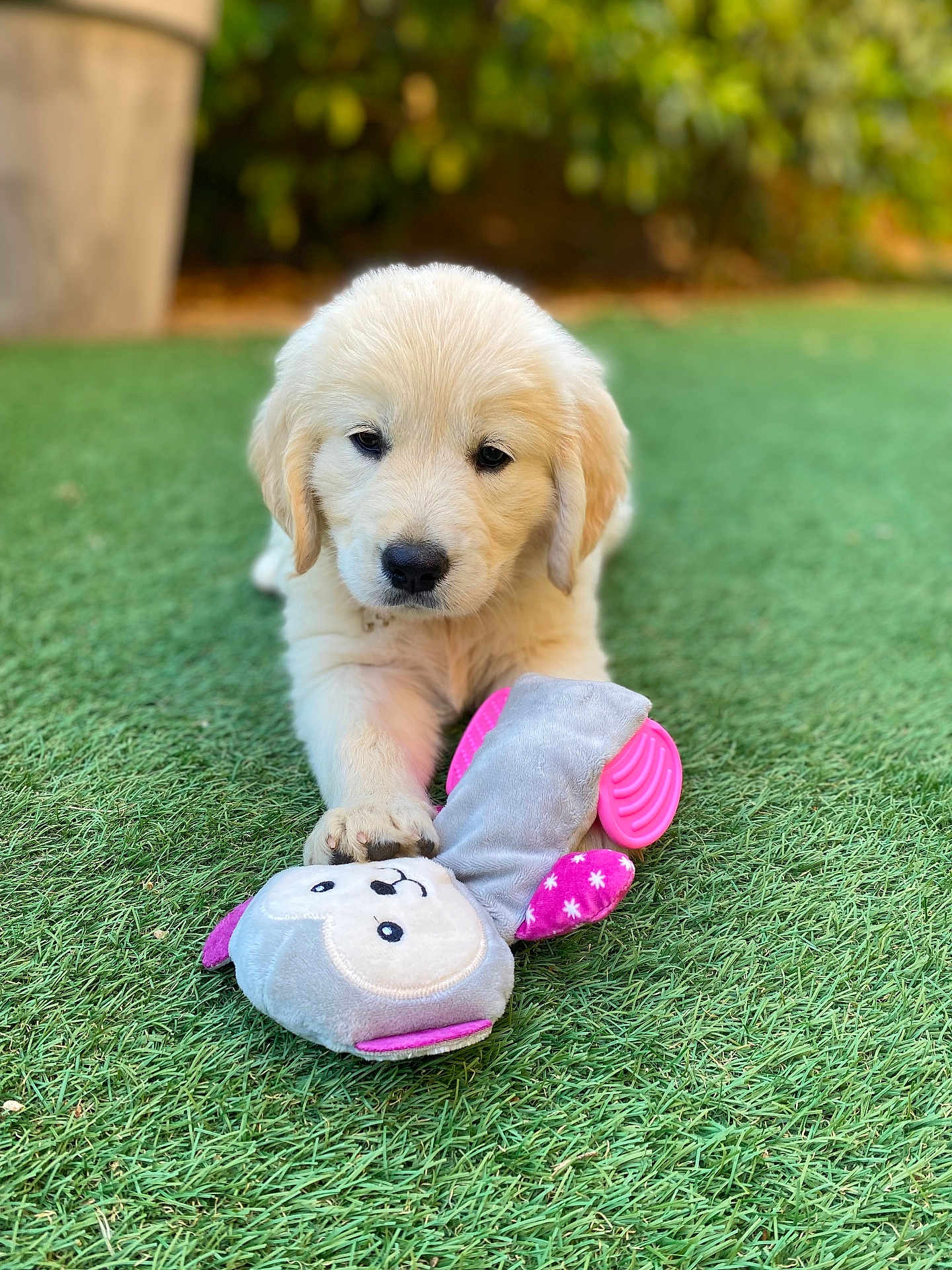 Ava a rejoint le concours — aidez-le/la à gagner de superbes lots ! puppy, dog, golden_retriever, grass, toy, plush_toy, outdoor, pet, cute, animal, young_dog, playful, greenery, nature, soft_toy, lying_down, front_paw, fur, close_up, pet_toy