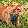 Tommie joined the competition — help win amazing prizes! animal, cat, closeup, curious, domestic_cat, feline, fence, focus, grass, greenery, harness, mammal, nature, orange_cat, outdoor, pet, playful, tabby, whiskers, young_cat