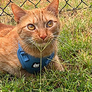 Tommie joined the competition — help win amazing prizes! animal, blue_harness, cat, chain_link_fence, close_up, curious, daylight, ears, eyes, feline, grass, harness, nature, nose, orange_cat, outdoor, pet, resting, tabby_cat, whiskers
