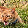 Tommie joined the competition — help win amazing prizes! animal, cat, closeup, collar, daylight, ears, expression, feline, fence, grass, greenery, ground, meowing, mouth_open, nature, orange_cat, outdoor, pet, playful, whiskers