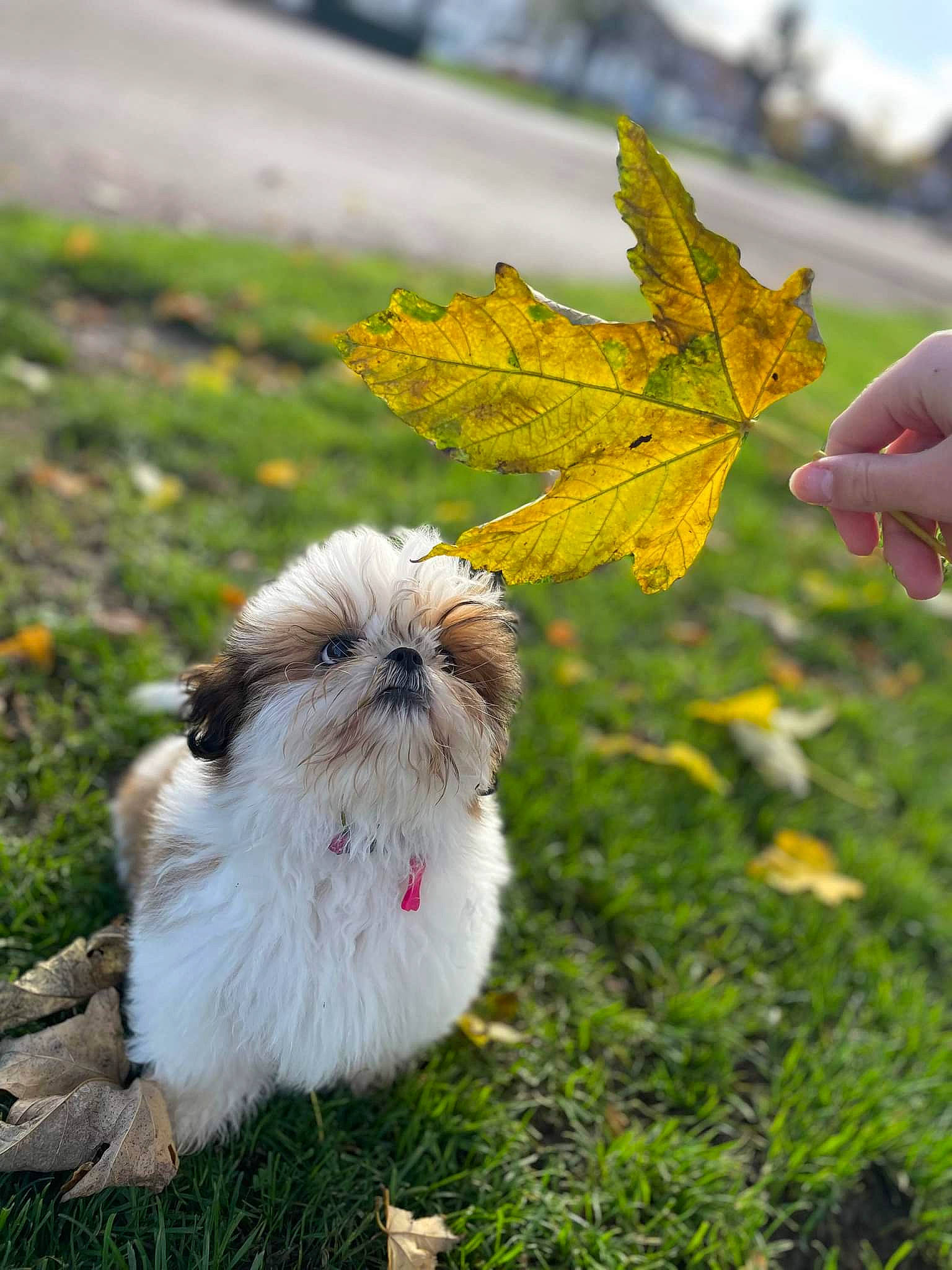 Tikie participe au concours pour gagner de l'argent avec cette photo : annual_plant, canidae, carnivore, companion_dog, deciduous, dog, dog_breed, fawn, flowering_plant, fur, galliformes, grass, landscape, liver, plant, poultry, shih_tzu, sporting_group, tints_and_shades, toy_dog