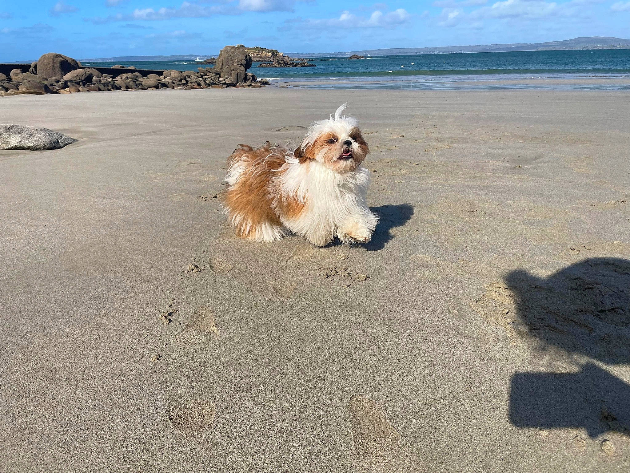 Tikie participe au concours pour gagner de l'argent avec cette photo : beach, body_of_water, canidae, carnivore, cloud, companion_dog, dog, dog_breed, fawn, fur, horizon, landscape, ocean, sand, sky, small_terrier, sporting_group, terrier, toy_dog, water