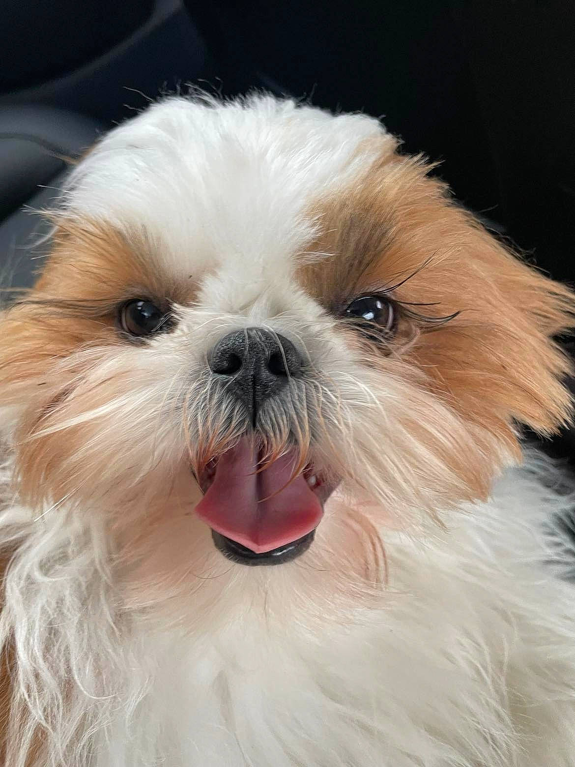 Tikie participe au concours pour gagner de l'argent avec cette photo : canidae, carnivore, close_up, companion_dog, dog, dog_breed, ear, eye, fawn, fur, liver, maltepoo, natural_material, shih_tzu, snout, sporting_group, terrestrial_animal, toy_dog, whiskers, working_animal