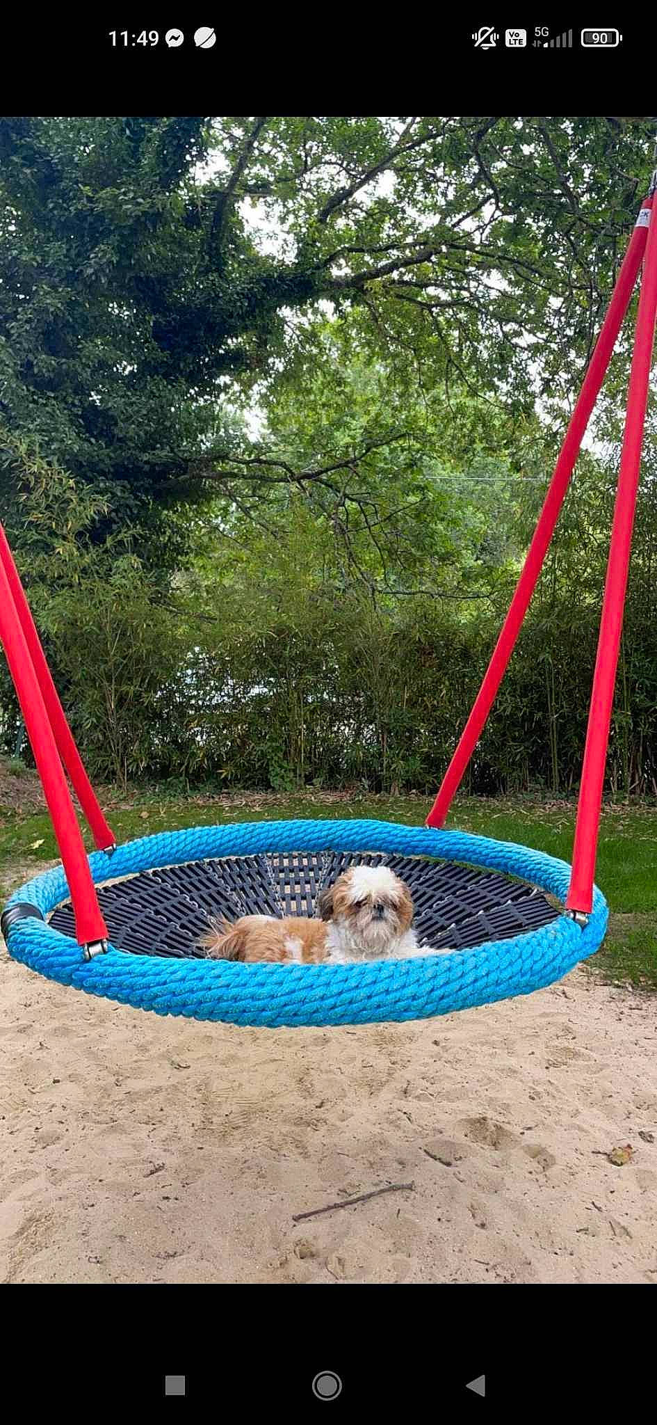 Tikie a rejoint le concours — aidez-le/la à gagner de superbes lots ! backyard, carnivore, companion_dog, composite_material, dog, dog_breed, electric_blue, fashion_accessory, fun, grass, leisure, plant, recreation, shade, sporting_group, swing, tire, tree, water, wheel