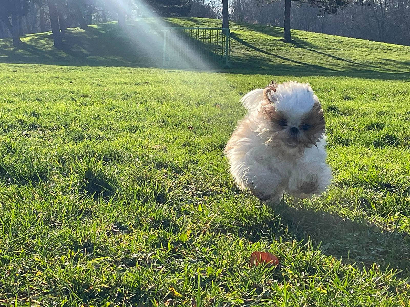 Tikie participe au concours pour gagner de l'argent avec cette photo : canidae, carnivore, companion_dog, dog, dog_breed, fawn, field, fur, grass, grassland, groundcover, landscape, natural_landscape, pasture, people_in_nature, plant, sporting_group, tail, toy_dog, tree