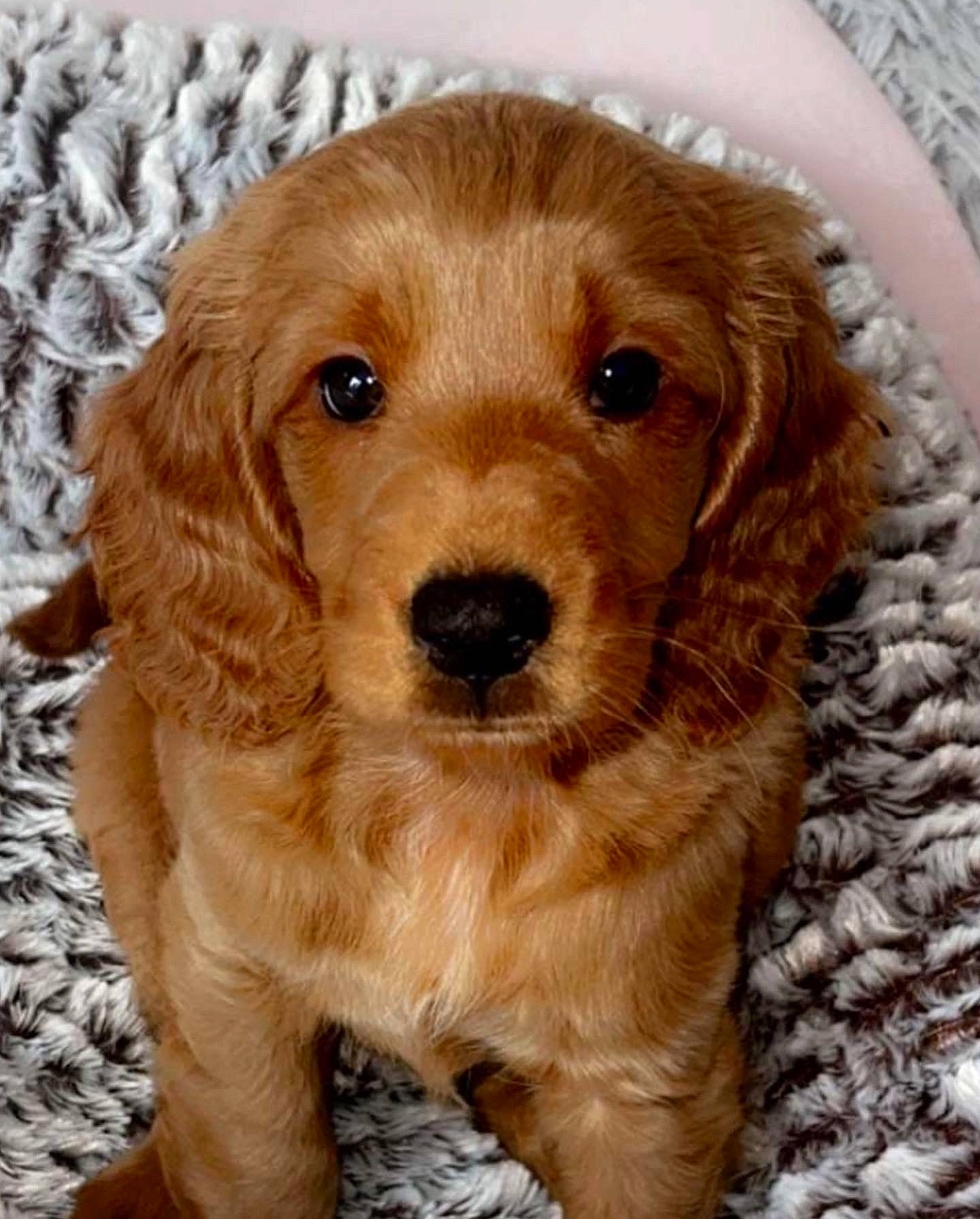 Indie is registered to the contest to win money with this photo: canidae, carnivore, companion_dog, dog, dog_breed, fawn, fur, gun_dog, liver, snout, sporting_group, whiskers, wood, working_animal