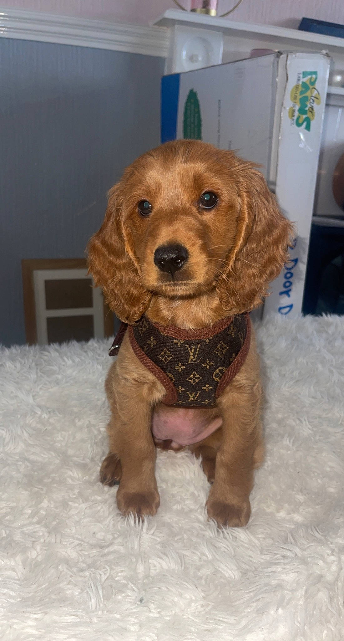 Indie is registered to the contest to win money with this photo: canidae, carnivore, companion_dog, dog, dog_breed, dog_collar, dog_supply, fawn, fur, kitchen_appliance, liver, pet_supply, snow, sporting_group, terrestrial_animal, toy_dog, working_animal