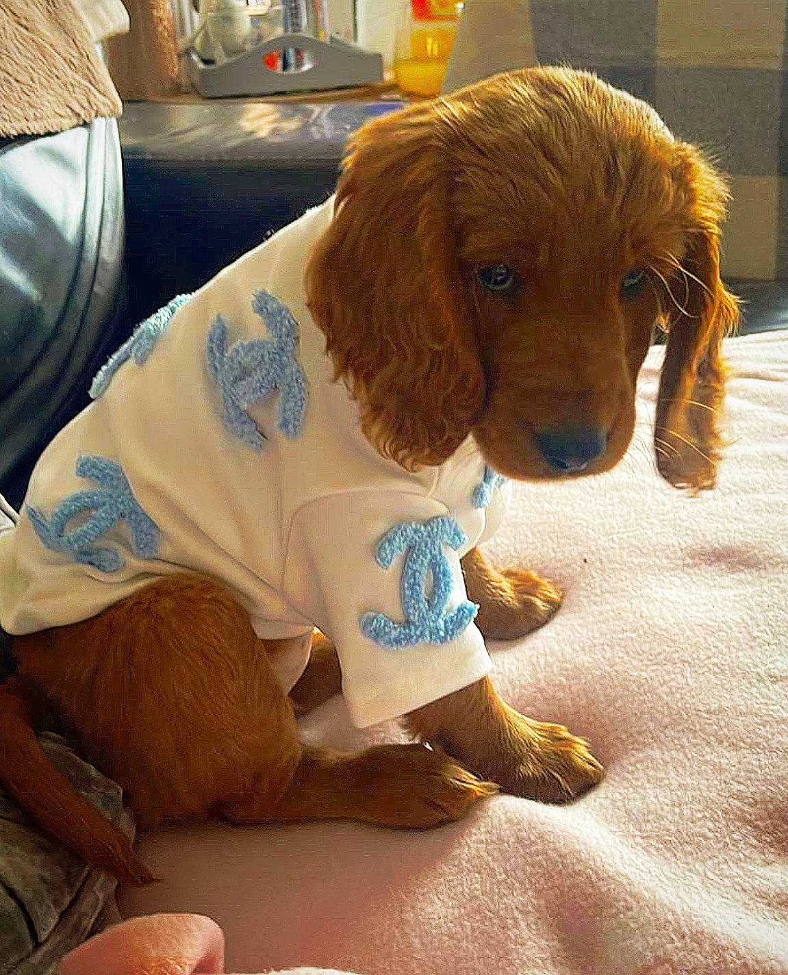 Indie is registered to the contest to win money with this photo: canidae, carnivore, comfort, companion_dog, dog, dog_breed, dog_clothes, dog_supply, fawn, fur, hound, liver, snout, spaniel, sporting_group, standard_poodle, toy, toy_dog, water_dog, working_animal