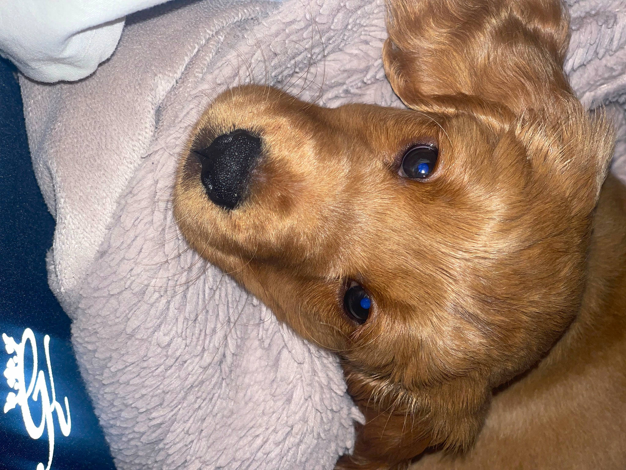 Indie joined the competition — help win amazing prizes! canidae, carnivore, collar, companion_dog, dog, dog_breed, ear, fawn, fur, labrador_retriever, liver, pet_supply, puppy, retriever, selfie, snout, sporting_group, terrestrial_animal, whiskers, working_animal