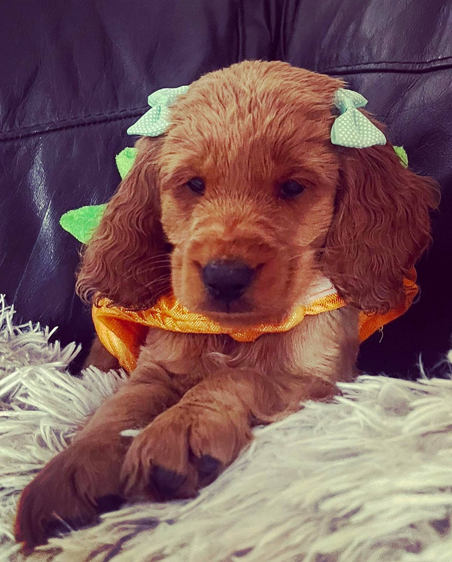 Indie is registered to the contest to win money with this photo: canidae, carnivore, cocker_spaniel, companion_dog, dog, dog_breed, dog_collar, ear, fawn, fur, gun_dog, hunting_dog, liver, snout, spaniel, sporting_group, toy_dog, wood, working_animal