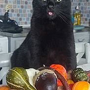 Ben a rejoint le concours — aidez-le/la à gagner de superbes lots ! animal, autumn, basket, black_cat, cat, colorful, curious, decorative, domestic_cat, fall, food, fruit, gourds, household, indoor, kitchen, pet, still_life, table, tongue_out