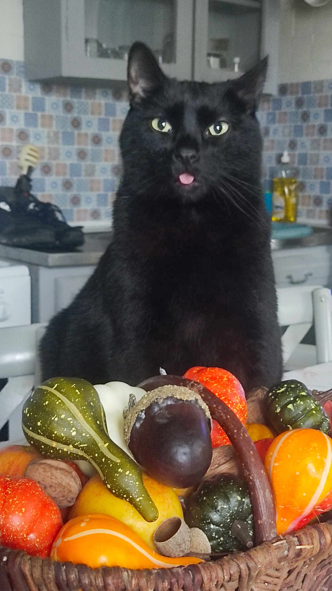 Ben a rejoint le concours — aidez-le/la à gagner de superbes lots ! animal, autumn, basket, black_cat, cat, colorful, curious, decorative, domestic_cat, fall, food, fruit, gourds, household, indoor, kitchen, pet, still_life, table, tongue_out