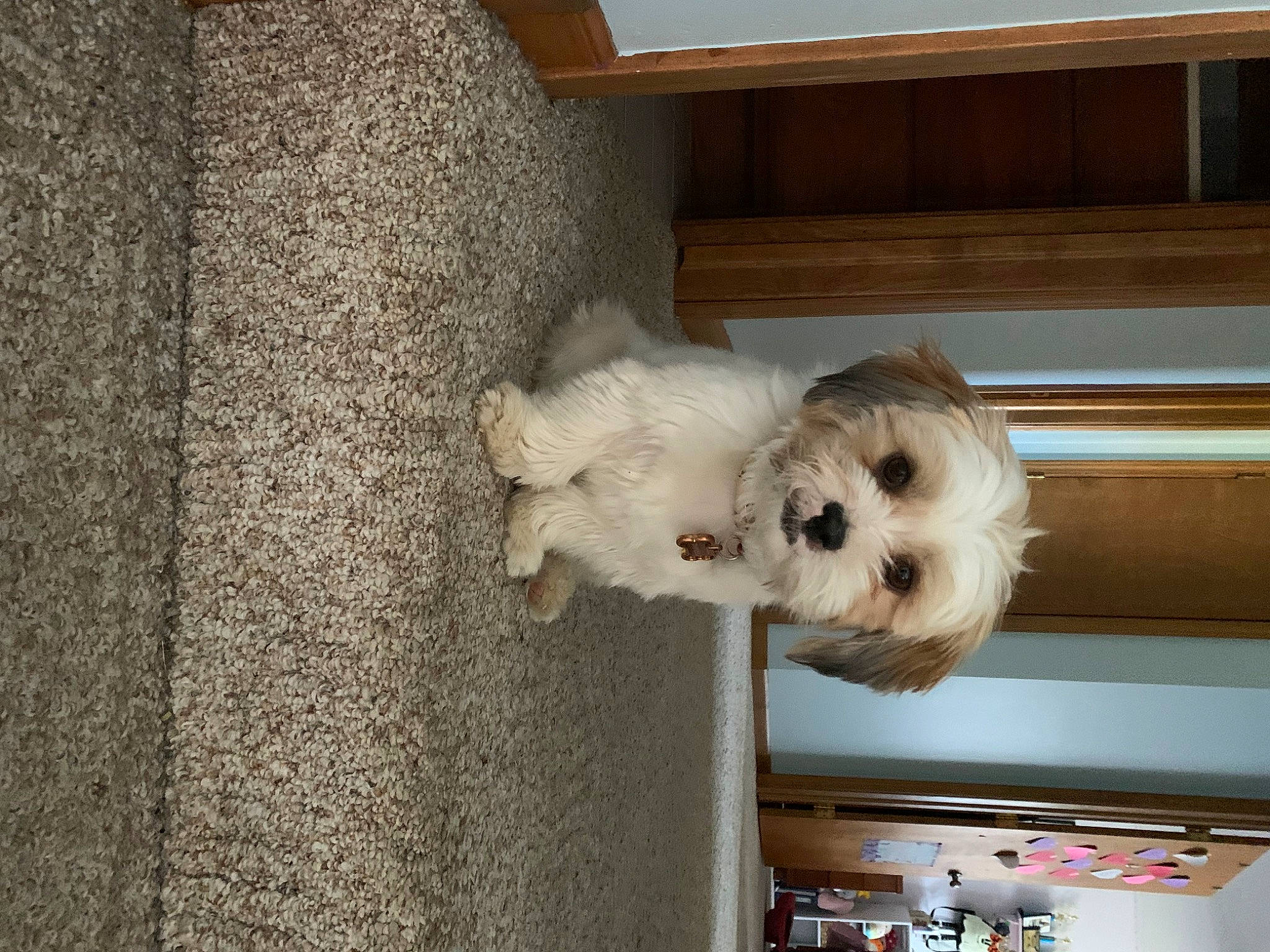 Tinkerbell joined the competition — help win amazing prizes! canidae, carnivore, companion_dog, dog, dog_breed, door, fawn, flooring, fur, hardwood, pet_supply, puppy, room, small_terrier, sporting_group, stuffed_toy, terrier, toy, toy_dog, wood