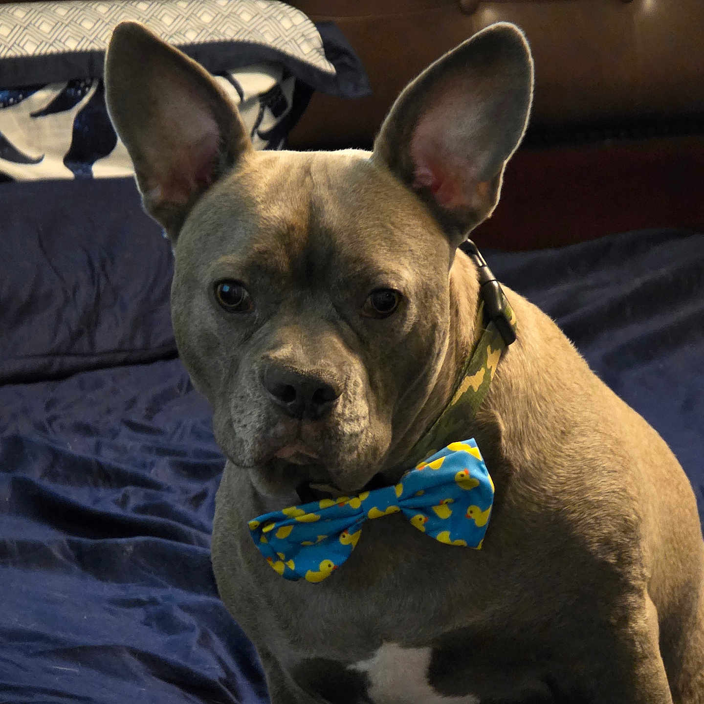 Champion joined the competition — help win amazing prizes! animal, bed, blue, bow_tie, brown, collar, comfort, cute, dog, ears, face, fur, furniture, household, indoor, muzzle, pet, portrait, rest, sitting