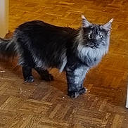 Xena participe au concours pour gagner de l'argent avec cette photo : cat, maine_coon, fluffy, pet, animal, indoor, floor, parquet, curious, feline, long_hair, ears, tail, whiskers, domestic, walking, standing, muzzle, fur, four_legs
