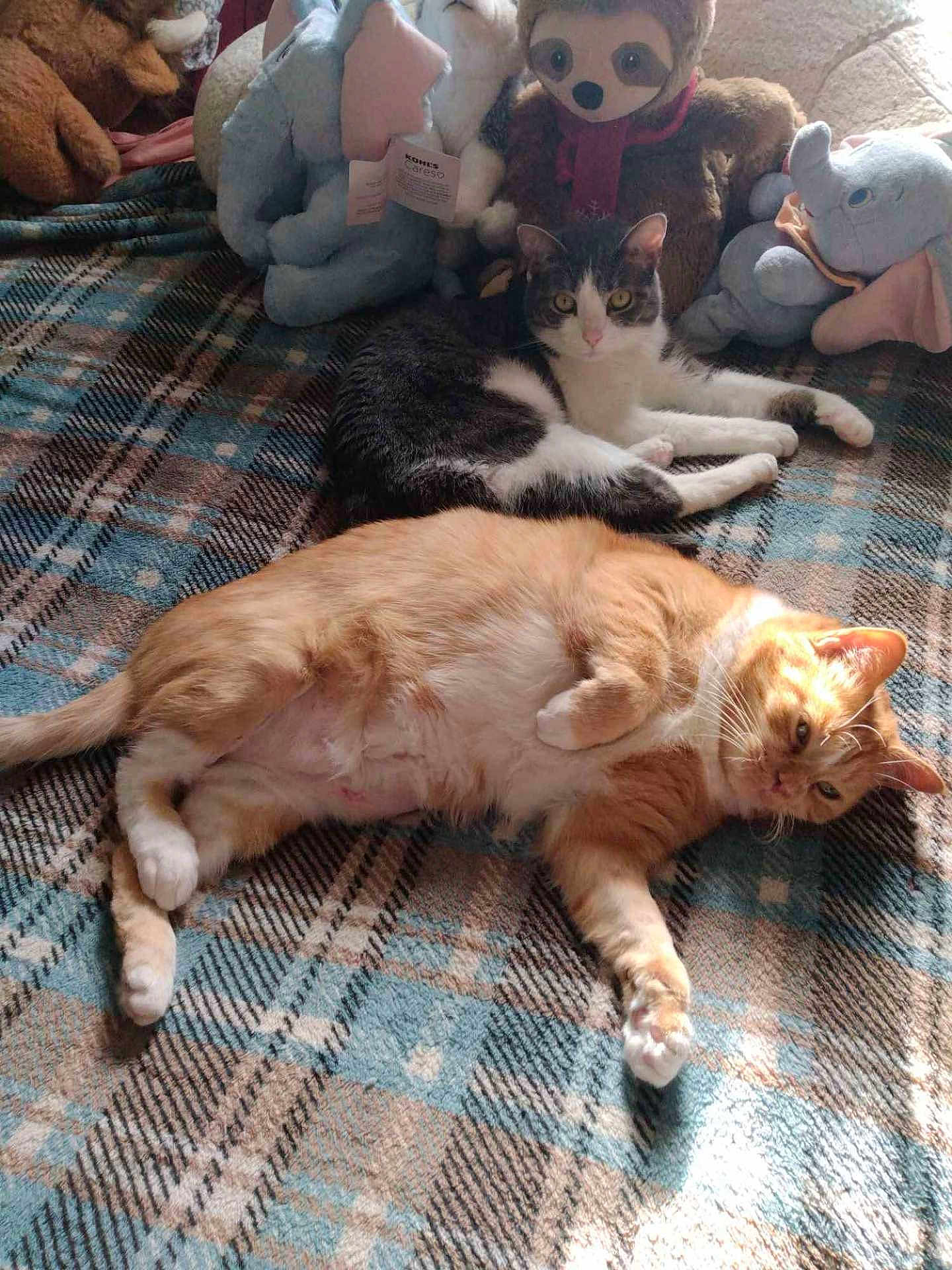 Ingrid And Preia is registered to the contest to win money with this photo: cat, animal, pet, feline, plush_toy, stuffed_animal, blanket, pattern, indoor, relaxed, lying_down, orange_cat, black_and_white_cat, curious, soft_toys, cozy, home, sunlight, resting, cute