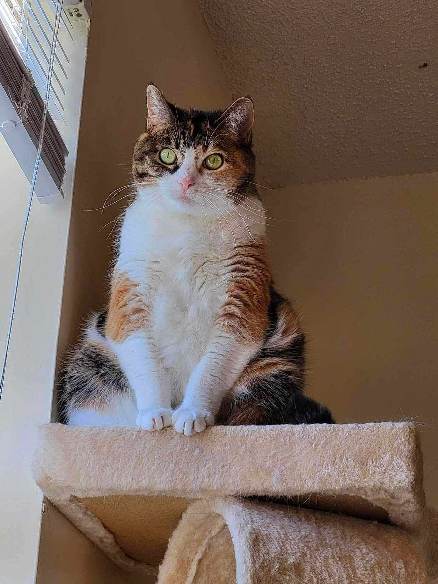 Juniper joined the competition — help win amazing prizes! cat, calico, pet, indoor, cat_tree, feline, animal, window, fur, whiskers, ears, paws, green_eyes, curious, sitting, cozy, home, light, soft_light, portrait