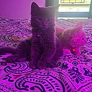 Joey is registered to the contest to win money with this photo: bedspread, cat, collar, curious, cute, decor, domestic_animal, feline, furniture, indoor, kitten, pattern, pets, purple_light, relaxed, sitting, soft_light, stained_glass, window, young