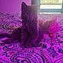 bedspread, cat, collar, curious, cute, decor, domestic_animal, feline, furniture, indoor, kitten, pattern, pets, purple_light, relaxed, sitting, soft_light, stained_glass, window, young