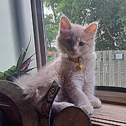 Fiona is registered to the contest to win money with this photo: animal, bell, cat, collar, curious, cute, decor, feline, fluffy, indoor, kitten, light, pet, plant, screen, sitting, window, windowsill, wood, young