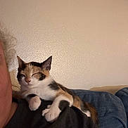 Callie joined the competition — help win amazing prizes! cat, kitten, calico, sleeping, shoulder, person, indoor, couch, relaxed, pet, animal, feline, cozy, resting, closeup, domestic, cute, fur, whiskers, home