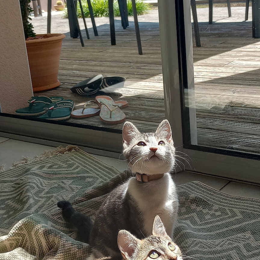Lila Et Pépito a rejoint le concours — aidez-le/la à gagner de superbes lots ! cat, cats, chair, collar, curious, floor, glass_door, gray_cat, indoor, outdoor, patio, pets, plant, relaxing, rug, shadow, slippers, sunlight, tabby, wooden_floor