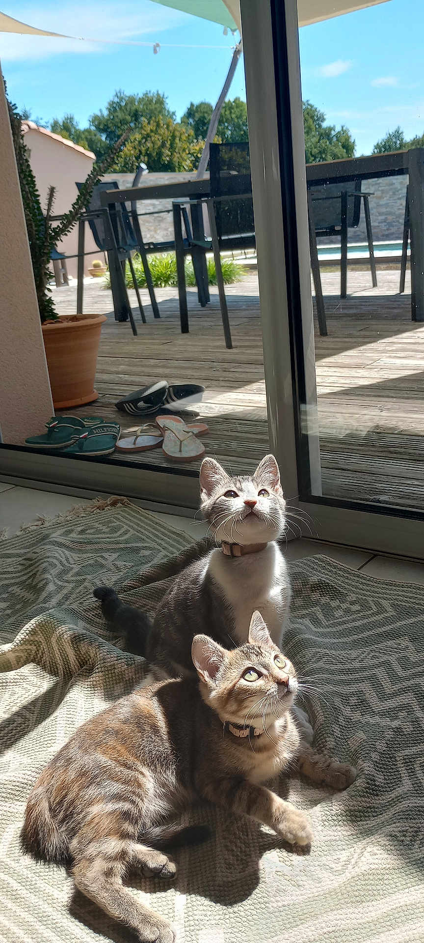 Lila Et Pépito a rejoint le concours — aidez-le/la à gagner de superbes lots ! cat, cats, chair, collar, curious, floor, glass_door, gray_cat, indoor, outdoor, patio, pets, plant, relaxing, rug, shadow, slippers, sunlight, tabby, wooden_floor