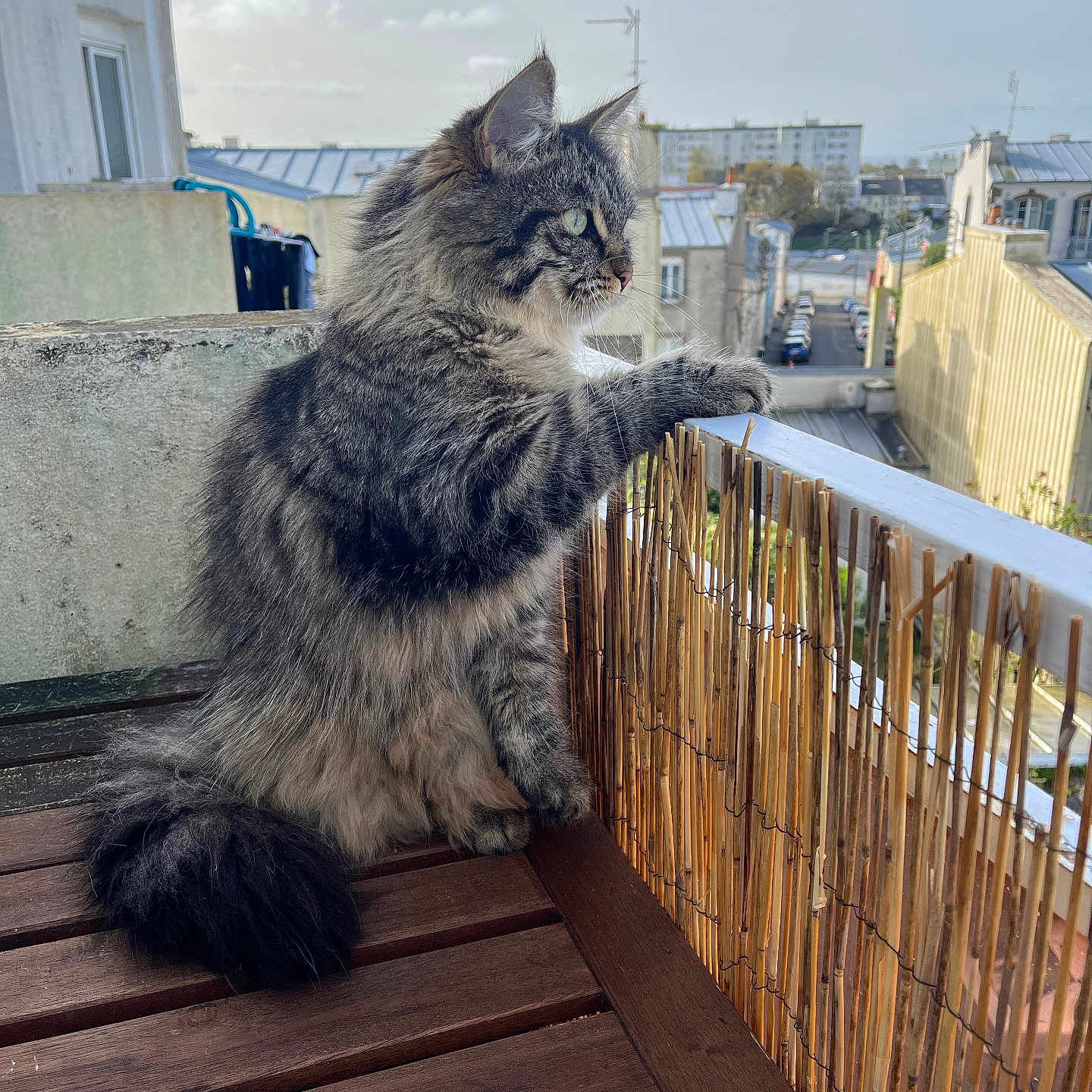 Fezco a rejoint le concours — aidez-le/la à gagner de superbes lots ! animal, architecture, balcony, building, car, cat, deck, handrail, hardwood, house, housing, kitten, manx, pet, plywood, porch, railing, transportation, vehicle, wood