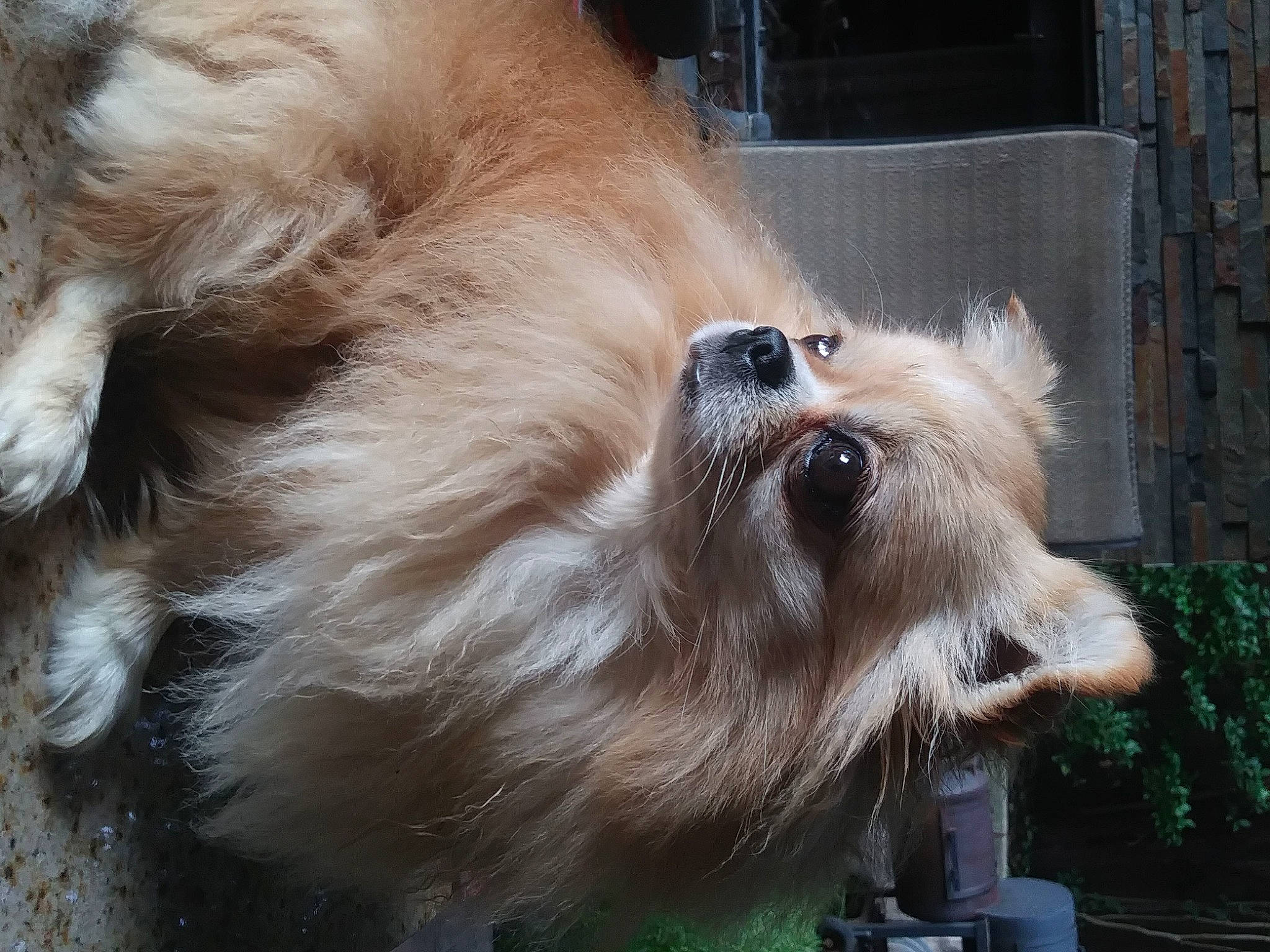 Tank is registered to the contest to win money with this photo: canidae, carnivore, claw, collar, companion_dog, dog, dog_breed, dog_collar, fawn, fur, german_spitz, giant_dog_breed, liver, plant, snout, spitz, sporting_group, terrier, whiskers, working_animal