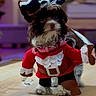 Tootsie Roll joined the competition — help win amazing prizes! belt, black_and_white, christmas, costume, dog, festive, floor, funny, fur, indoor, pet, pink_collar, pirate, pirate_hat, portrait, puppy, red_coat, santa, skull, small_dog