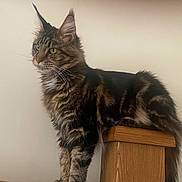 Pumpkin joined the competition — help win amazing prizes! cat, maine_coon, feline, pet, animal, fluffy, fur, ears, wooden_post, perched, indoor, domestic_animal, mammal, whiskers, tail, striped, brown, black, side_view, portrait