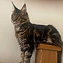 cat, maine_coon, feline, pet, animal, fluffy, fur, ears, wooden_post, perched, indoor, domestic_animal, mammal, whiskers, tail, striped, brown, black, side_view, portrait