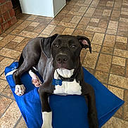 Bull Hall joined the competition — help win amazing prizes! dog, black_and_white, blanket, floor, tile_floor, indoor, pet, collar, tag, paw, cute, animal, canine, laying_down, looking_at_camera, relaxed, ears, fur, domestic_animal, young_dog