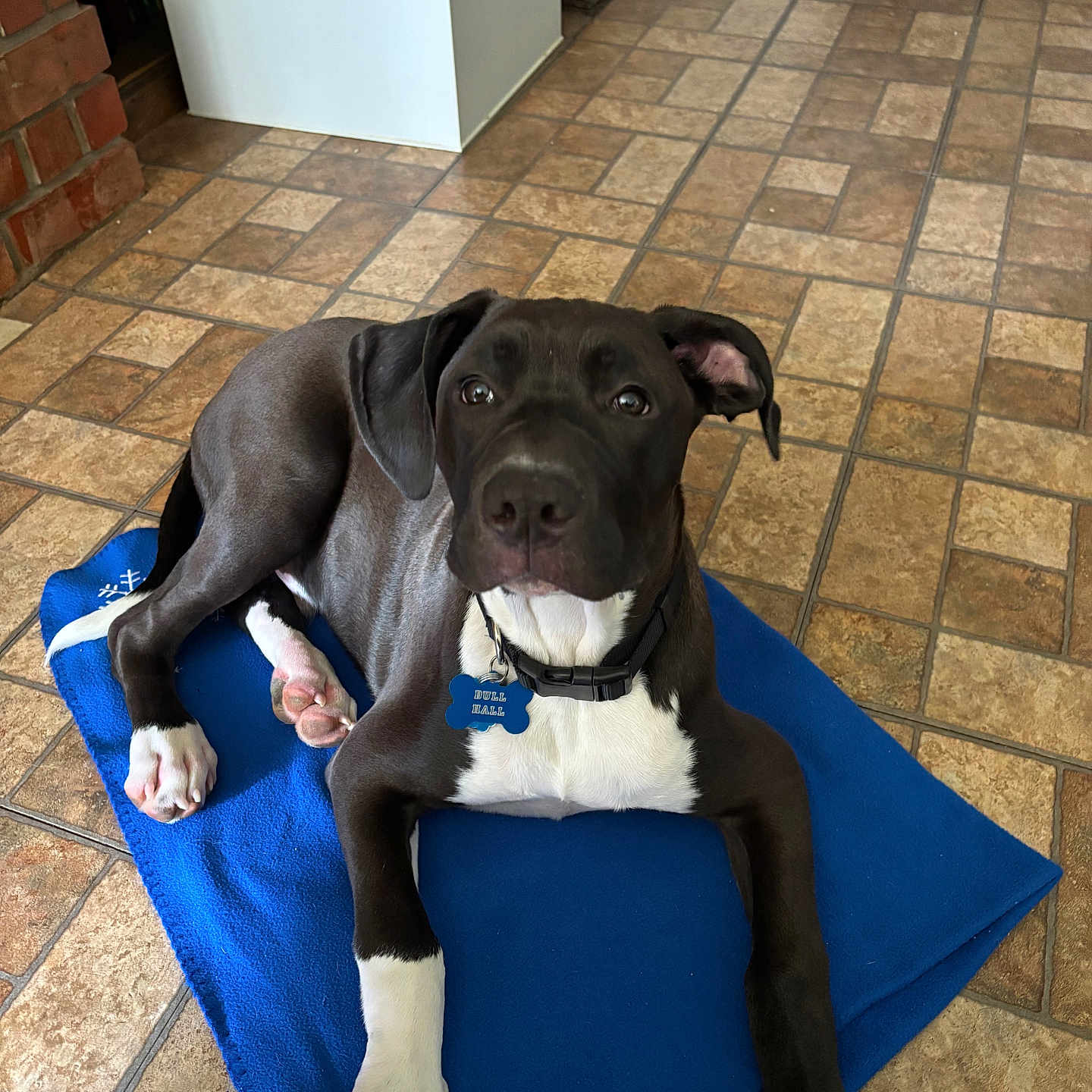 Bull Hall joined the competition — help win amazing prizes! animal, black_and_white, blanket, canine, collar, cute, dog, domestic_animal, ears, floor, fur, indoor, laying_down, looking_at_camera, paw, pet, relaxed, tag, tile_floor, young_dog