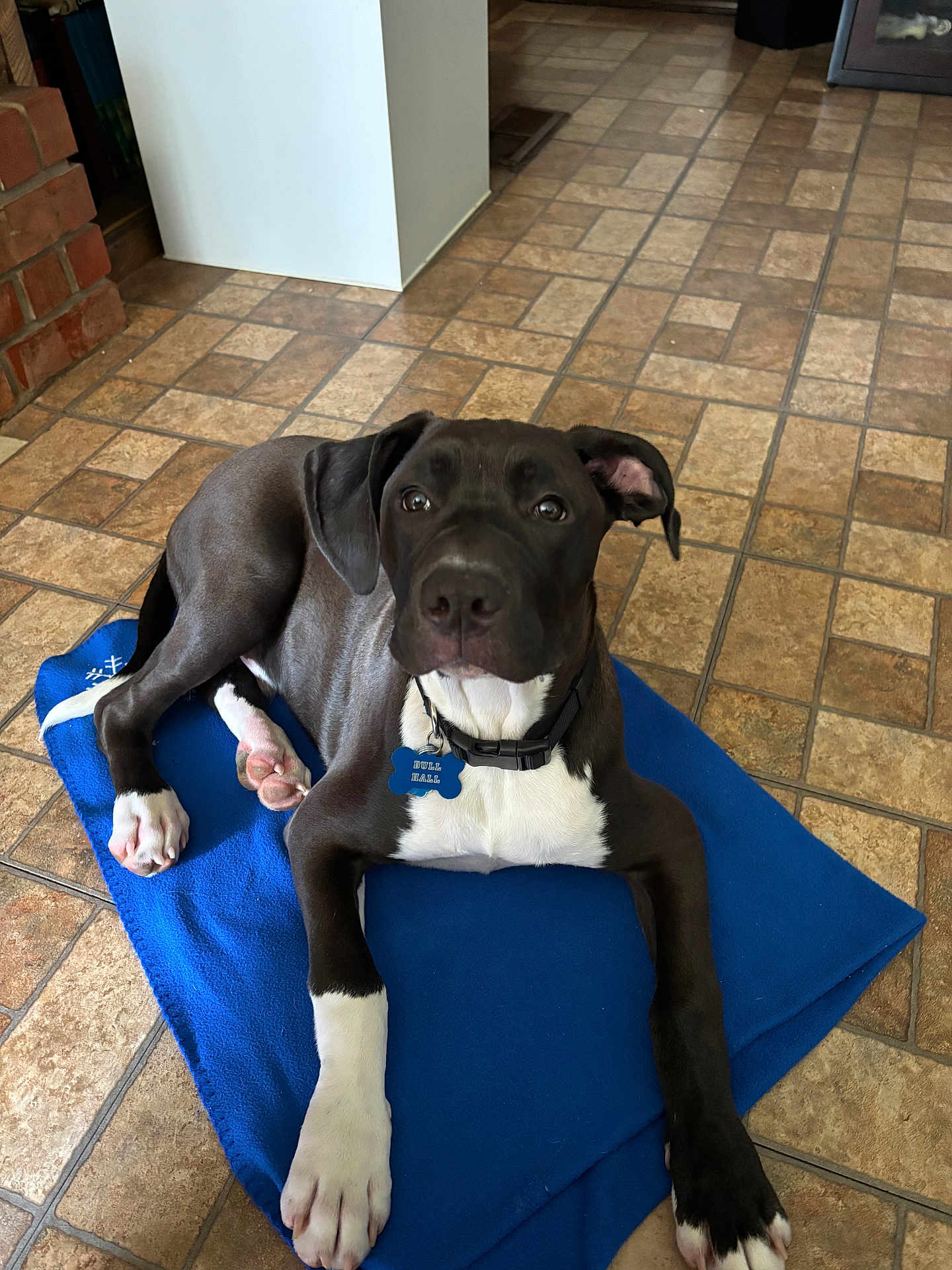 Bull Hall joined the competition — help win amazing prizes! dog, black_and_white, blanket, floor, tile_floor, indoor, pet, collar, tag, paw, cute, animal, canine, laying_down, looking_at_camera, relaxed, ears, fur, domestic_animal, young_dog