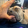 Kyra is registered to the contest to win money with this photo: blanket, brown_fur, close_up, cozy, dog, floppy_ears, game_controller, gray_fur, hand, indoor, living_room, nose, pawless_portrait, pet, relaxed, short_hair, sleeping, snout, tattoo, wrinkles