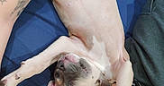 Kyra joined the competition — help win amazing prizes!  upside_down, animal, bed, blue_blanket, dog, funny, human, indoors, lap, lying_down, paws, pet, pink_skin, playful, puppy, relaxed, short_hair, sleeping, tattoo, wrinkles