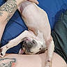  upside_down, animal, bed, blue_blanket, dog, funny, human, indoors, lap, lying_down, paws, pet, pink_skin, playful, puppy, relaxed, short_hair, sleeping, tattoo, wrinkles